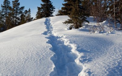 Standing on the shoulders of giants